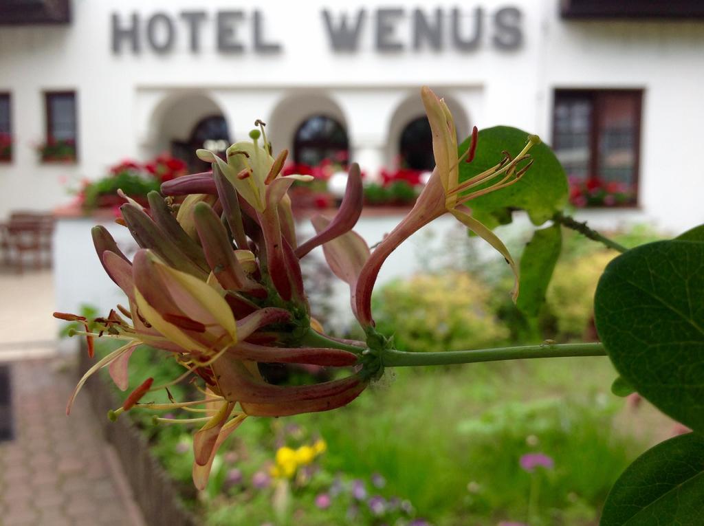Hotel Wenus Kazimierz Dolny Exterior foto